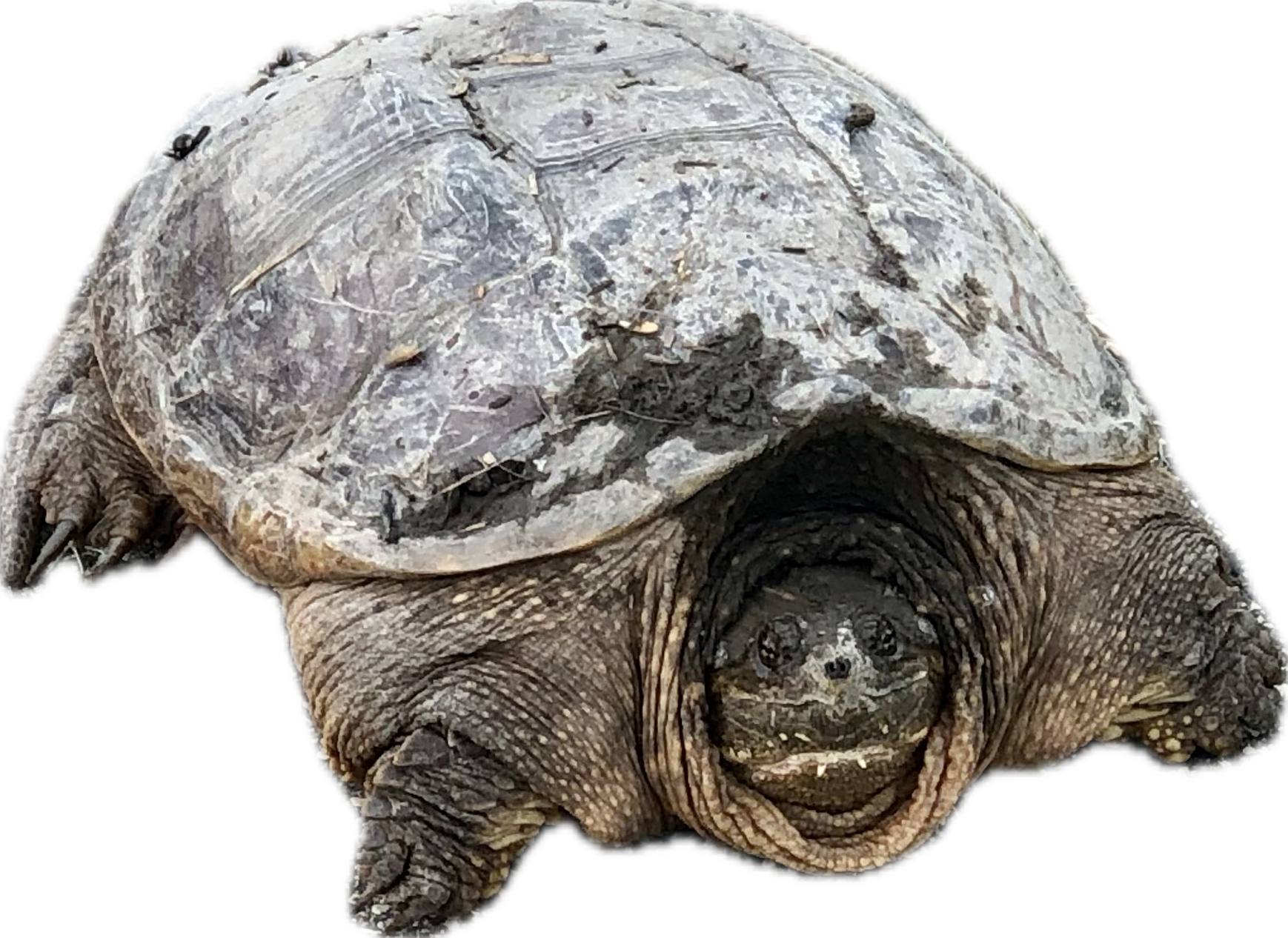 turtle